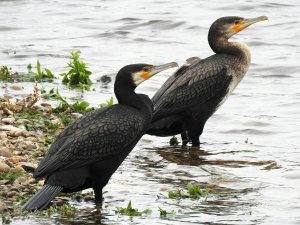 Cormorants