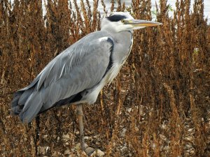 Heron.