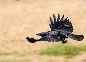 American Crow.jpg