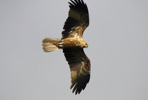 Whistling Kite