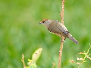 Blackcap