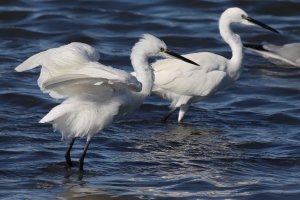 little egrets