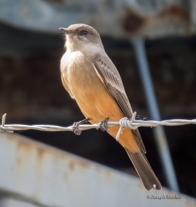 Say's Phoebe