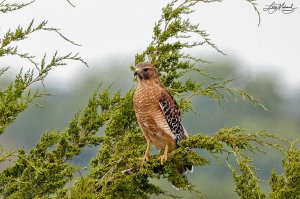 Red-shouldered Hawk