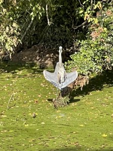 Great blue heron sunning wings