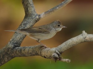 common whitethroat