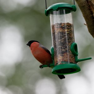 Male bullfinch