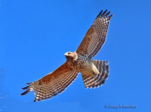 Red-shouldered Hawk