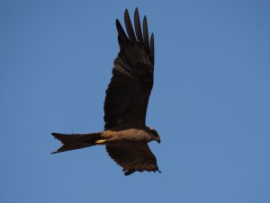 Black Kite