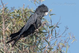 Red-tailed Black-Cockatoo ( F )