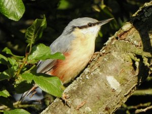 Nuthatch