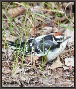 Juvenile Hairy Woodpecker - Male