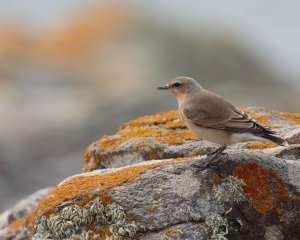 Wheatear (France 2021)_.jpg