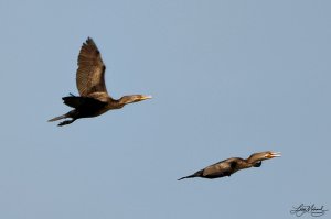 Double-crested Cormorants