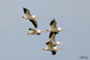 American White Pelicans