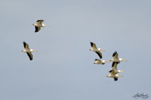 American White Pelicans