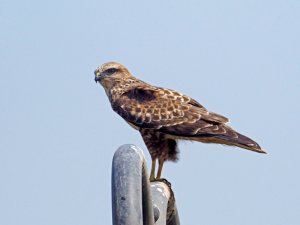 common buzzard