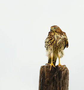 Cooper's Hawk (1st yr bird).jpg