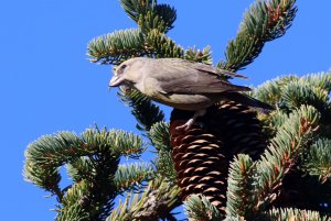 red crossbill (female)