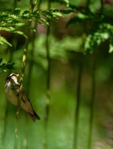 Willow warbler