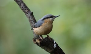 Nuthatch