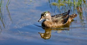 Wood Duck (female).jpg