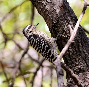 Ladder-backed Woodpecker (female).jpg
