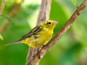 Arabian Golden Sparrow