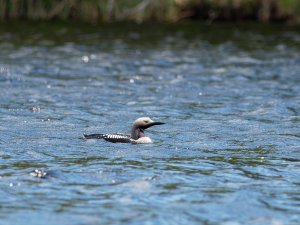 Black-throated diver