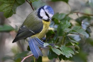 Blue Tit