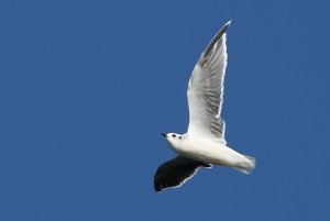 Gull a la swallow