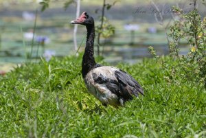 Magpie Goose