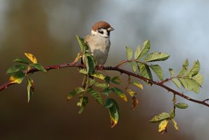 Tree sparrow