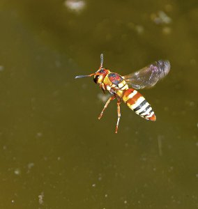 Ringed Mason Wasp, female.jpg