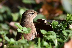 Wren