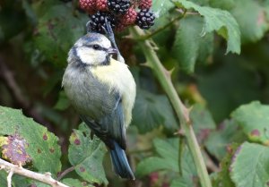 Blue Tit