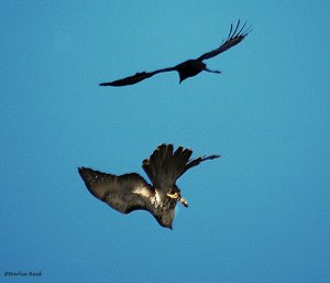 Osprey and crow