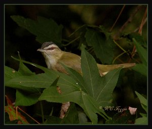 Showing that red eye well