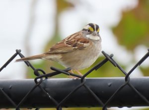 White-throated sparrow