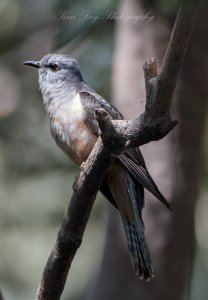 Brush Cuckoo