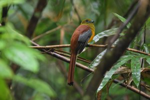 Orange-Breasted Trogon