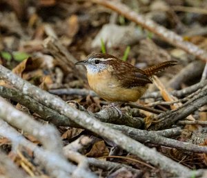 Carolina Wren.jpg