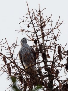 Adult male Northern goshawk