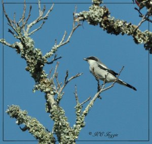 Shrike