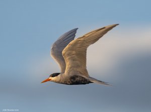 Black-bellied Tern