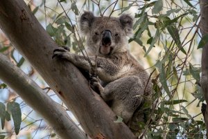 Koala