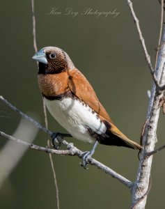 Chestnut-breasted Mannikin 3