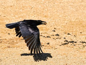 American Crow with a pecan.jpg