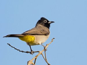 white-spectacled bulbul