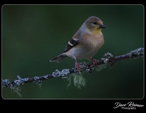 American Goldfinch